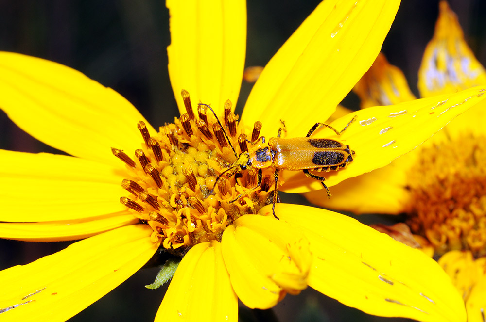Soldier Beetle Iowa Neal Smith Wildlife Bug