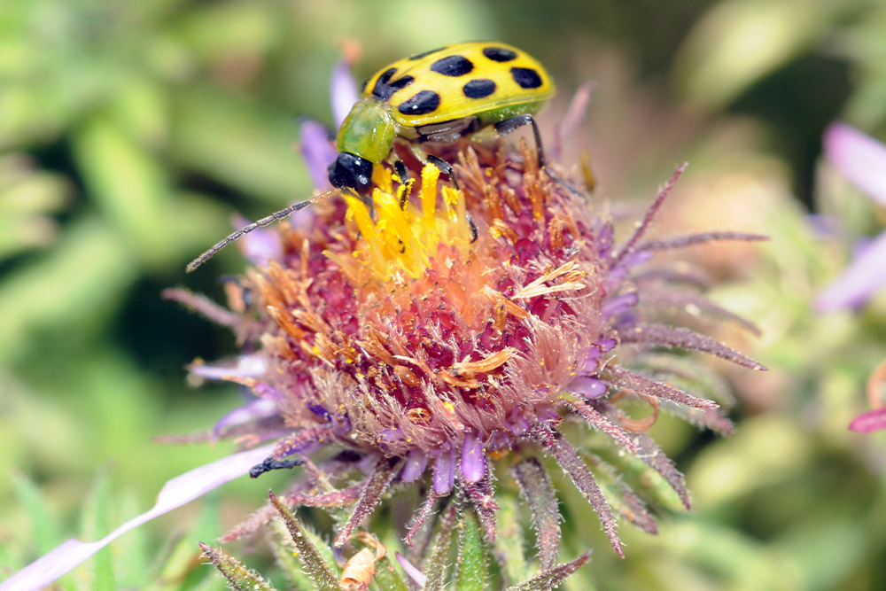 Bean Leaf Beetle Iowa Neal Smith Wildlife Beetle