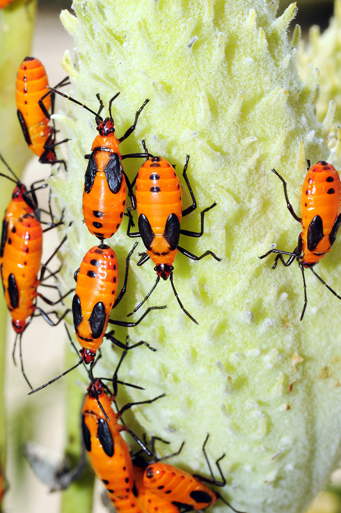 Milkweed Beetles Iowa Neal Smith Wildlife Bugs