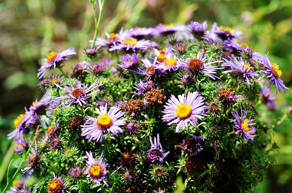 Flowers Iowa Neal Smith Wildlife Flowers
