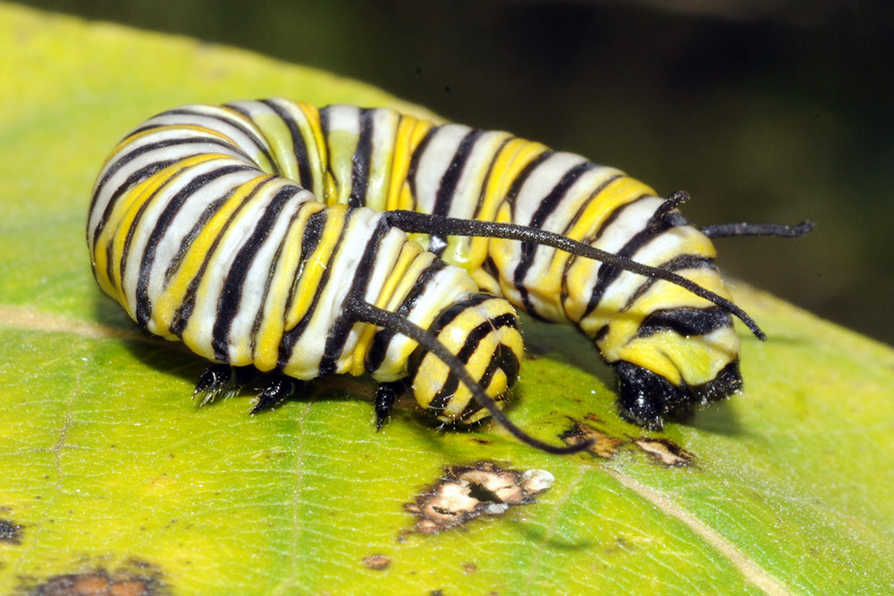 Monarch Caterpillar Iowa Neal Smith Wildlife Monarch Caterpillar