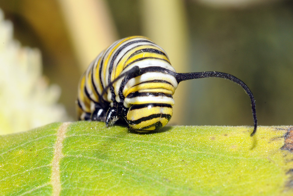 Monarch Caterpillar Monarch Caterpillar