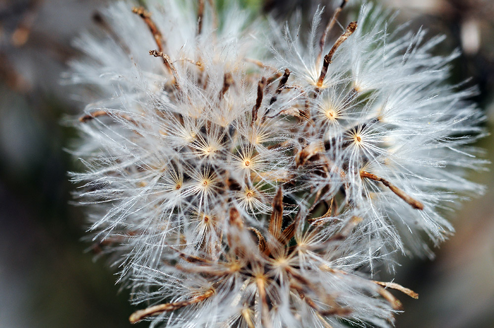 Seeds Iowa Neal Smith Wildlife Seeds