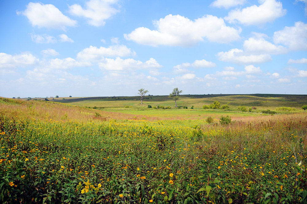 Tallgrass Prairie Iowa Neal Smith Wildlife Tallgrass