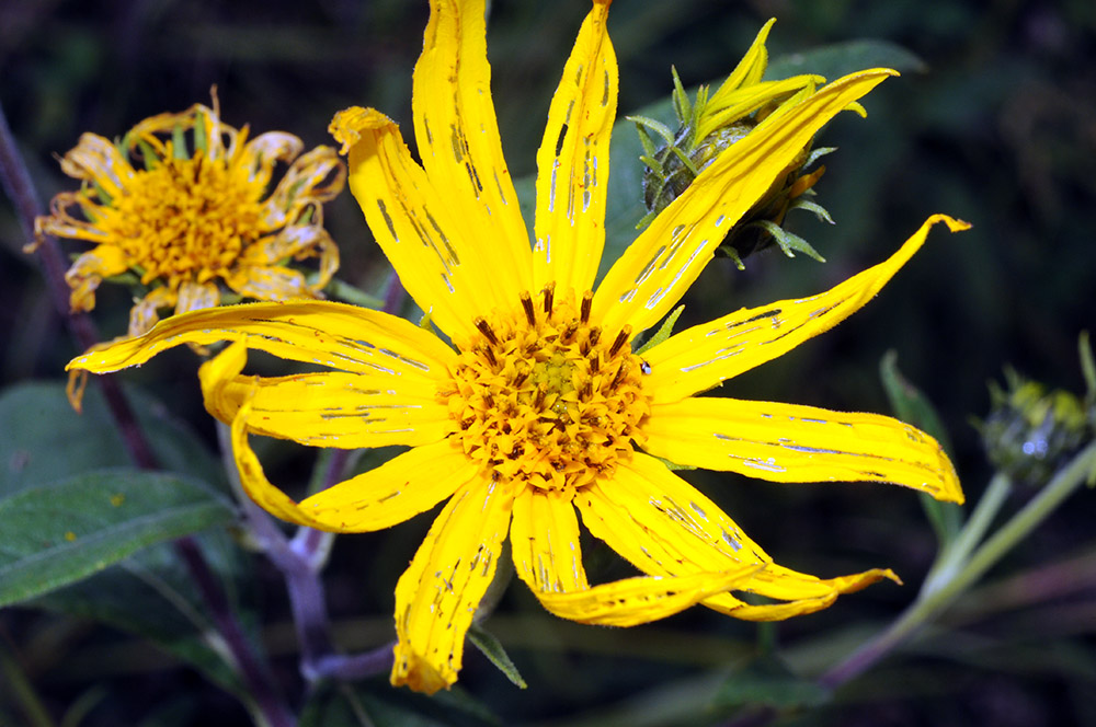 Yellow Flower Iowa Neal Smith Wildlife Yellow Flower