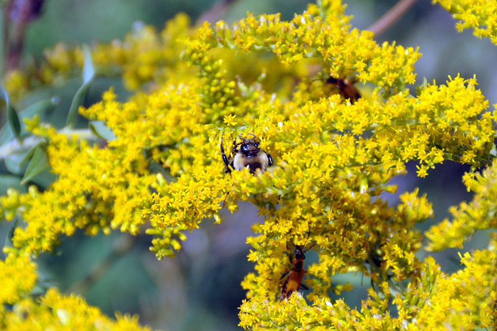Flowers Iowa Neal Smith Wildlife Yellow Flowers