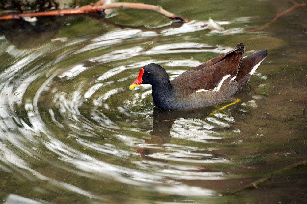 Duck near Sforza Castle in Milan