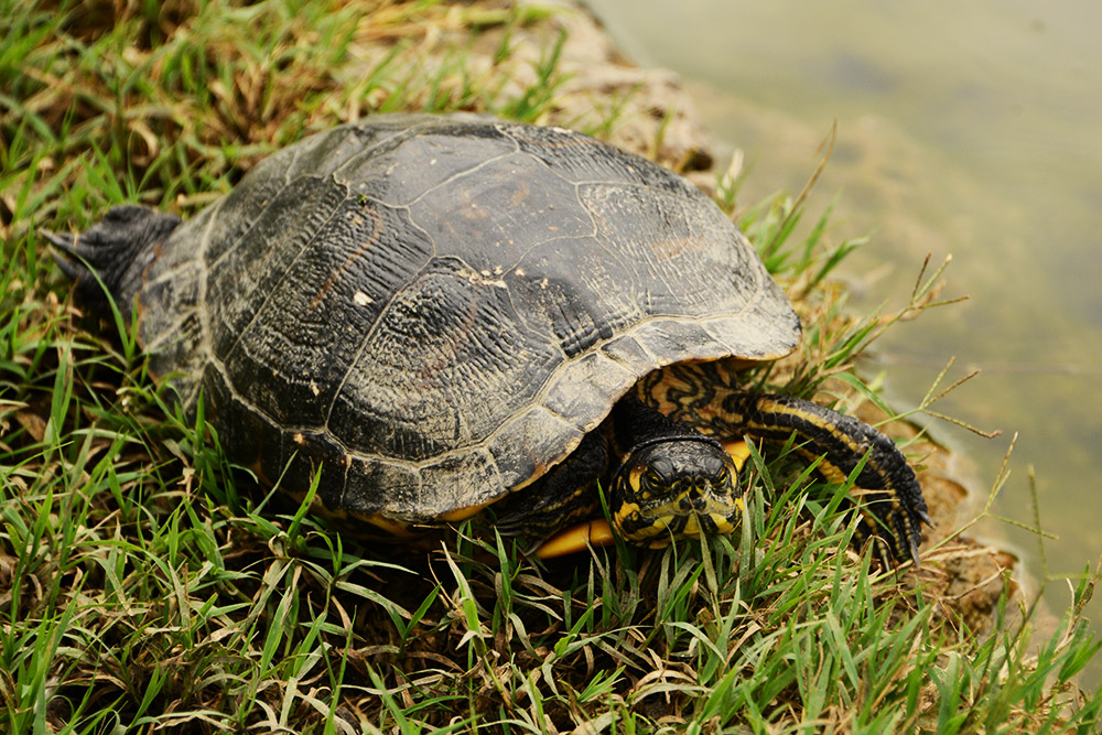 Turtle near Sforza Castle in Milan