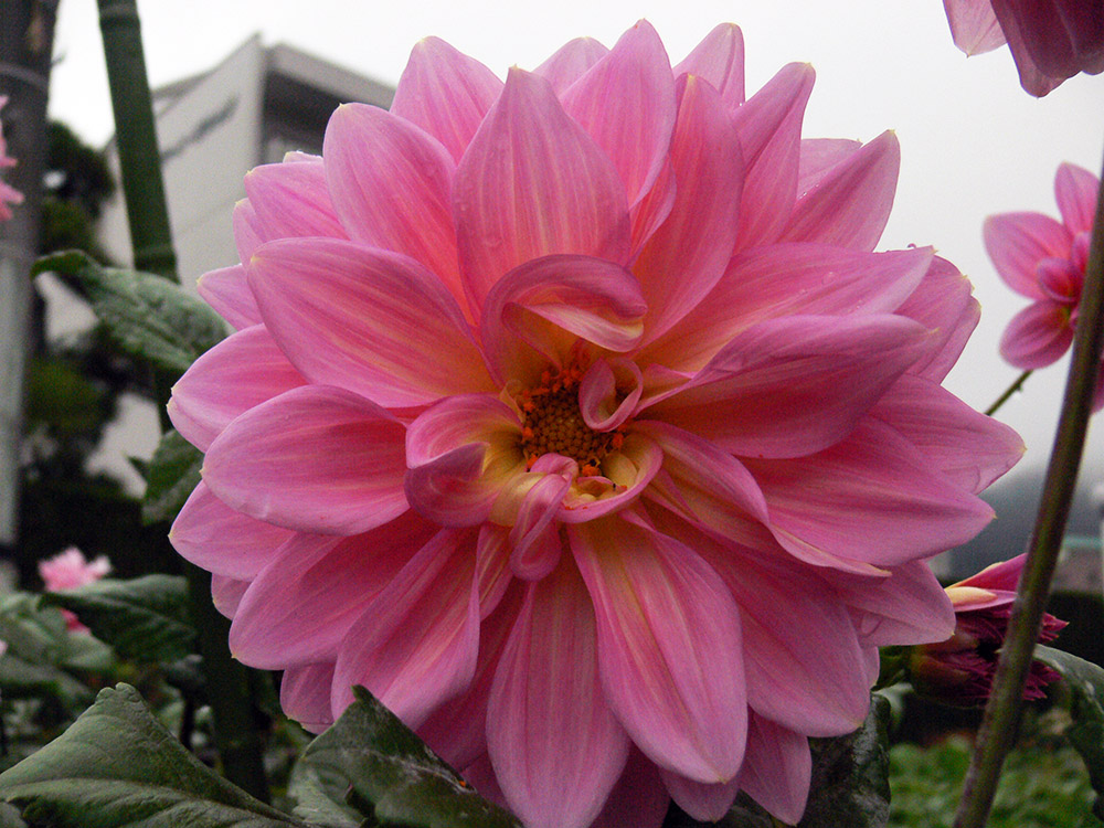 Flower near Mt. Fuji Japan