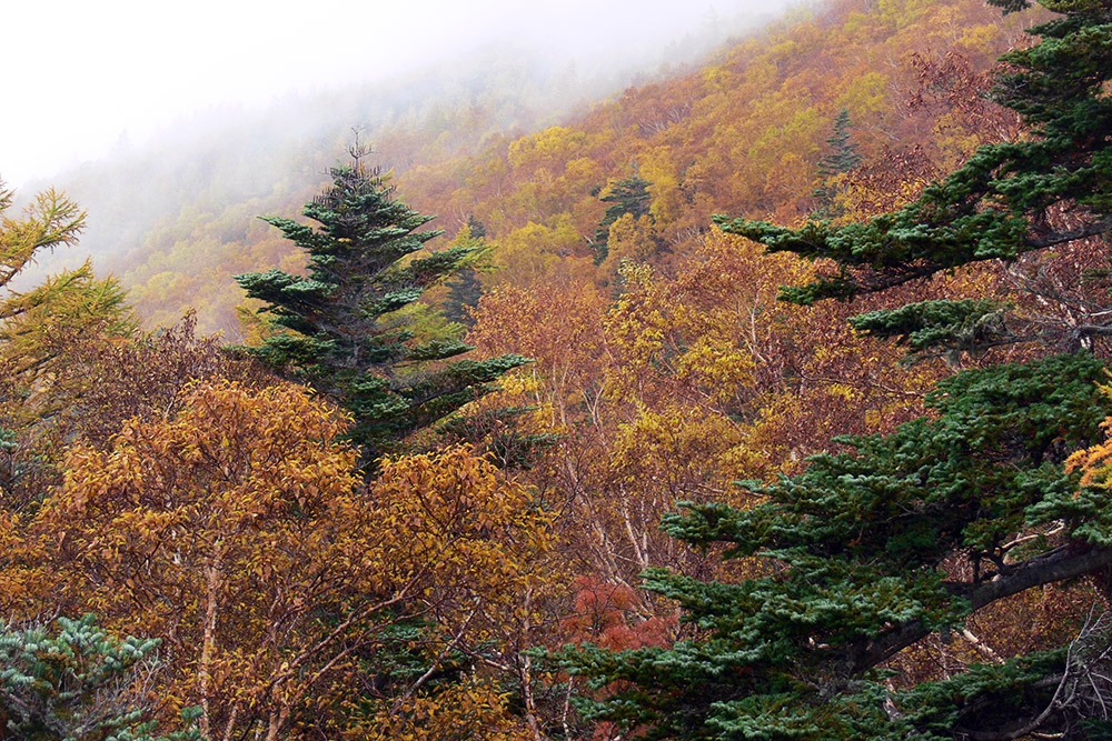 Fall Colors on Mt. Fuji