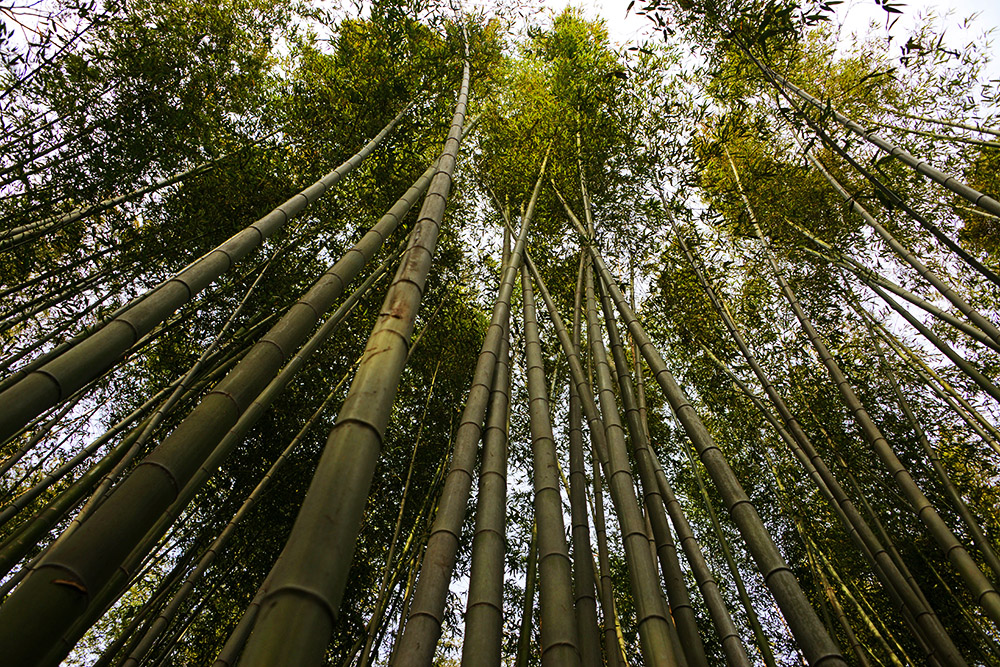 Arashiyama Bamboo Forest in Kyoto