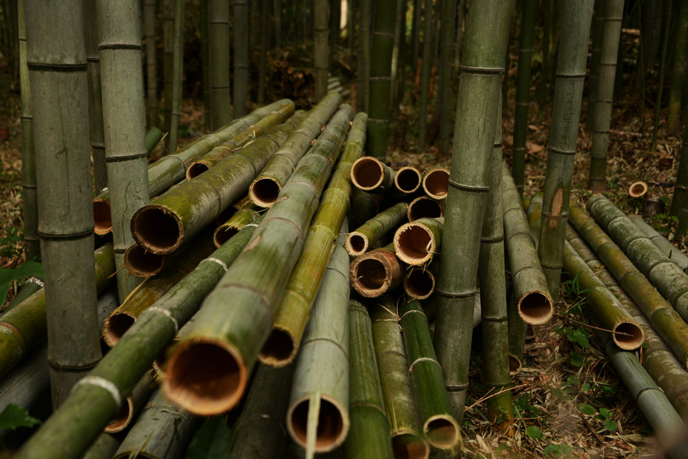 Bamboo in Arashiyama, Kyoto