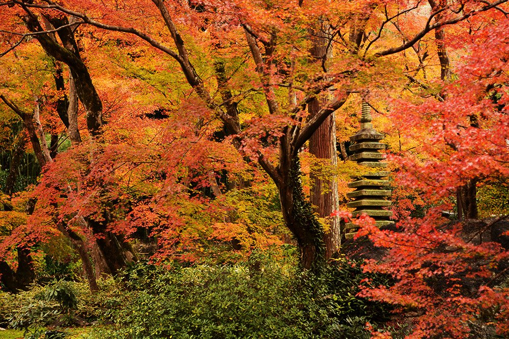 Pagoda and autumn colors at Hogonin Temple