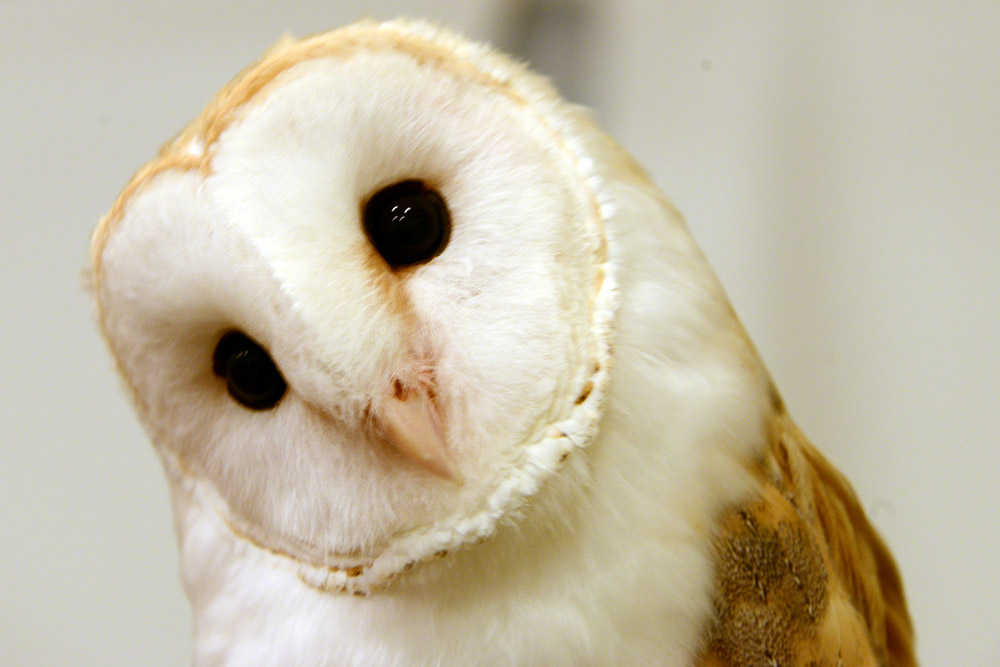 Barn Owl Barn Owl at Osaka Owl Cafe