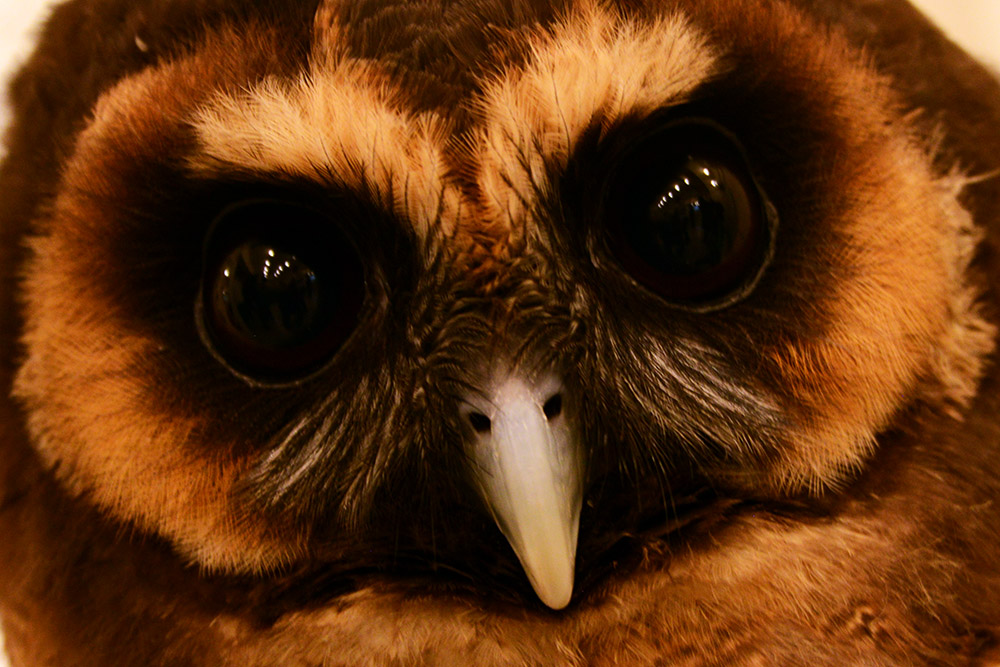 I See Everything Owl at Osaka Owl Cafe