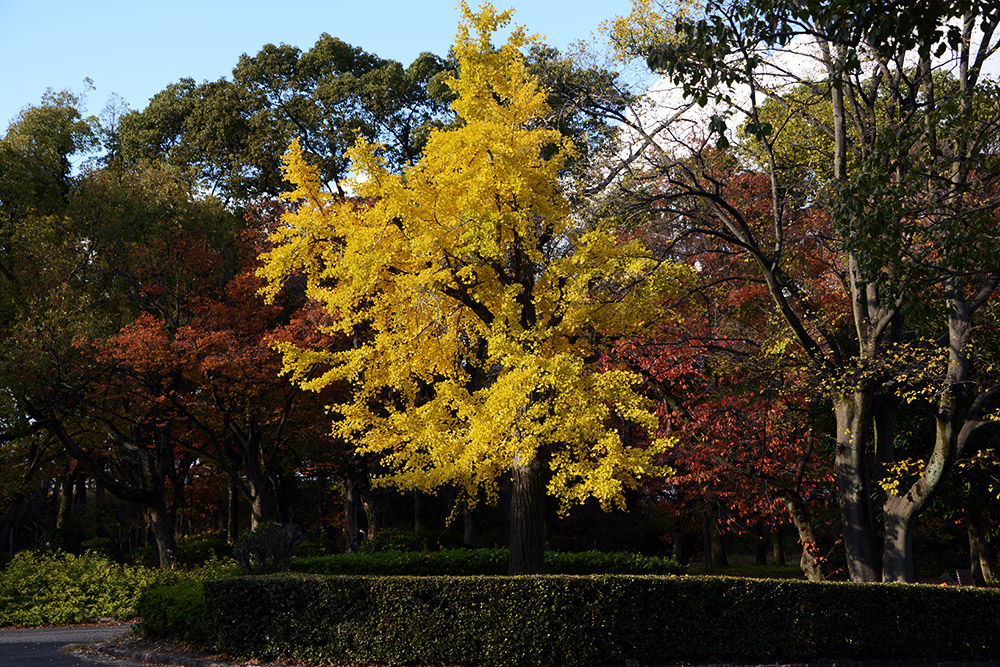 Osaka Castle Grounds Tree on the grounds of Osaka Castle in Japan