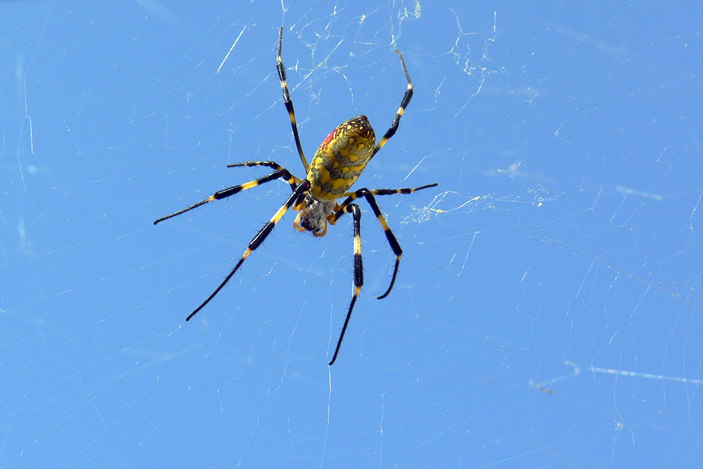 Joro Spider in Japan