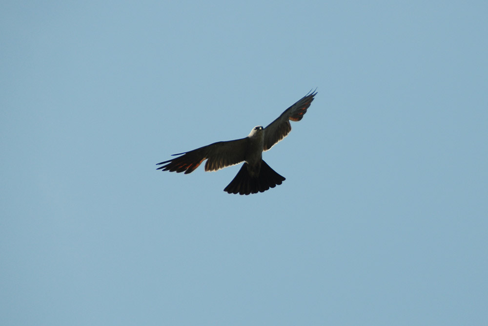 Hawk Hawk at the Great Plains Nature Center in Wichita