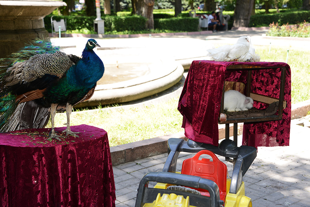 Kyrgyzstan Bishkek Park Peacock