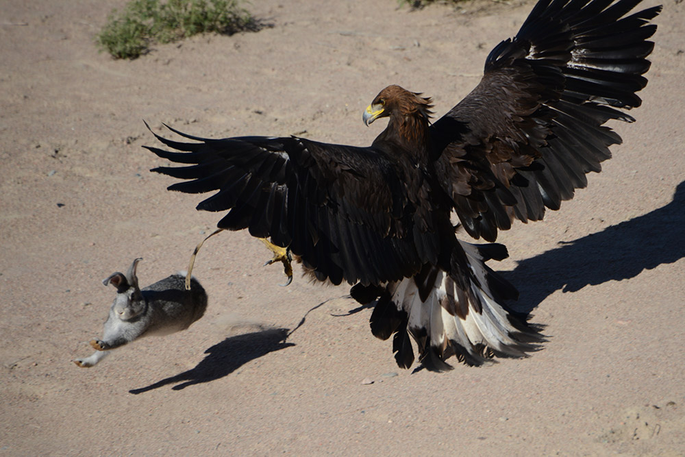 Kyrgyzstan Golden Eagle Vs Rabbit