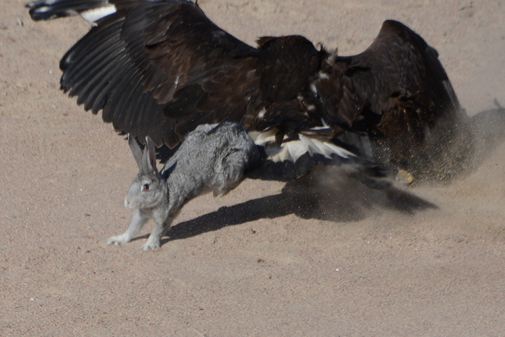 Central Asia Golden Eagle Vs Rabbit