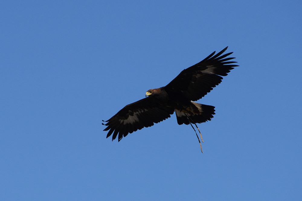Kyrgyzstan Eagle Golden