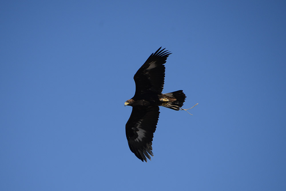 Kyrgyzstan Eagle Golden2