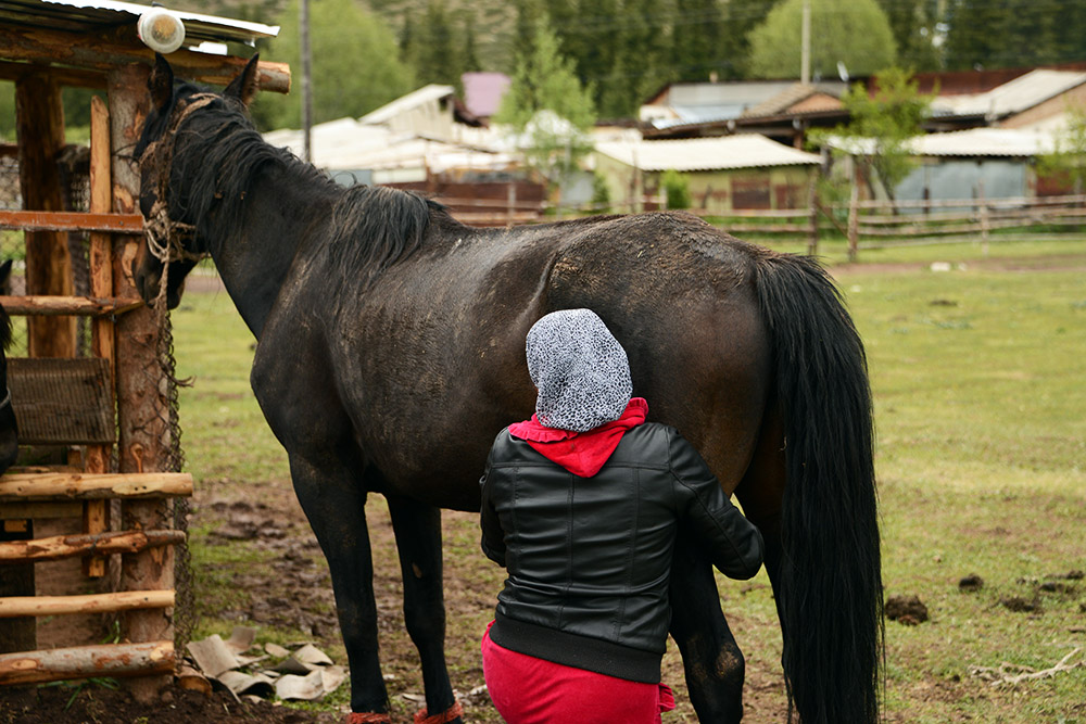 Kyrgyzstan Horse Milking