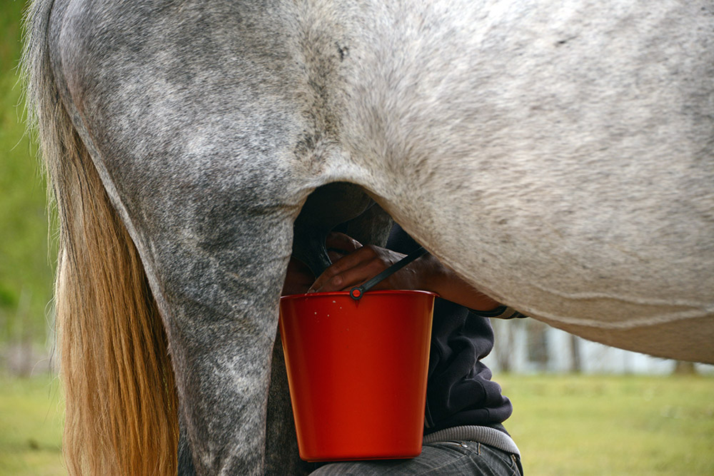 Horse Milking