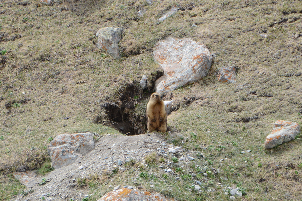 Central Asia Marmont