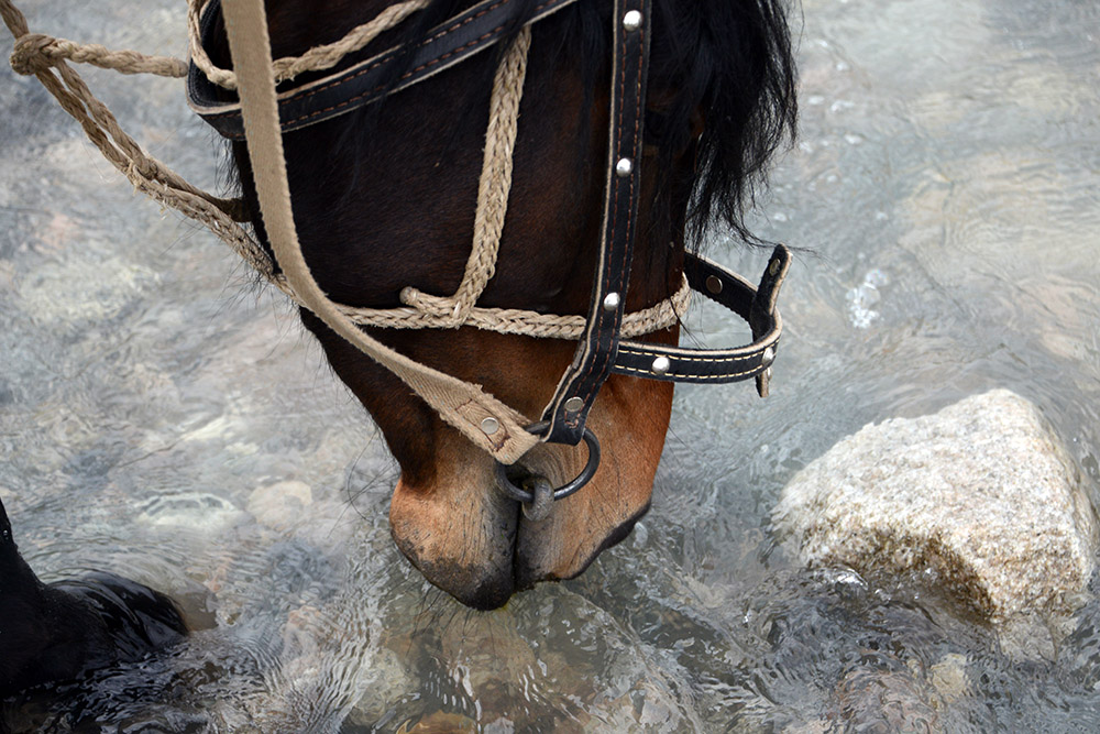 Kyrgyzstan Horseback Riding Drinking Water