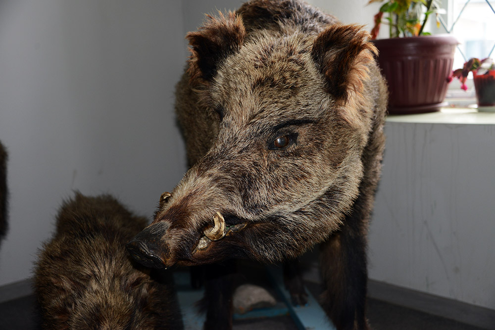 Kyrgyzstan-Karakol-Museum-Boar