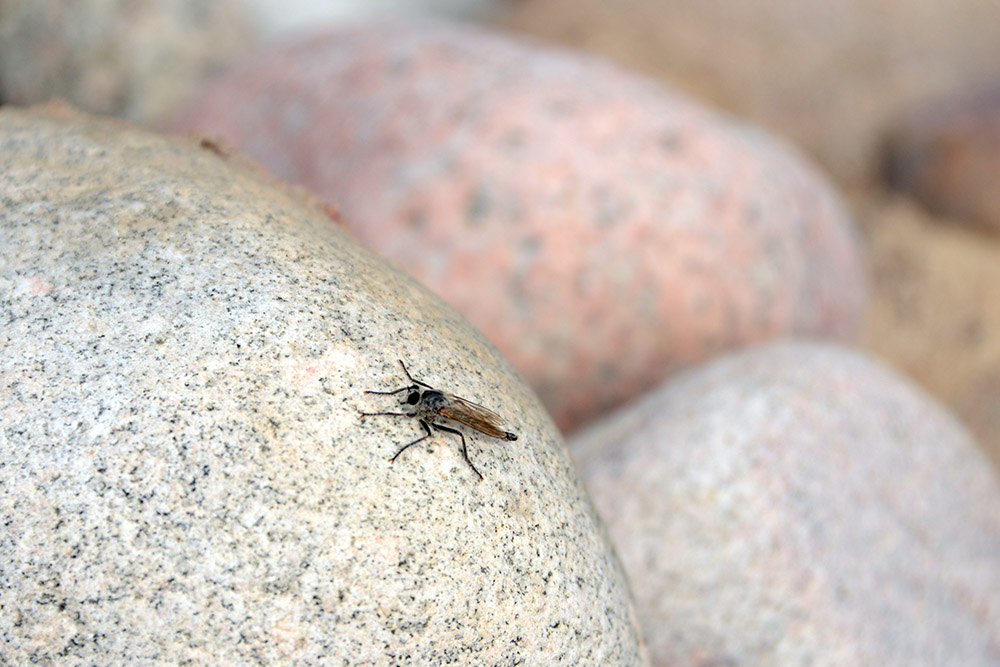 Kyrgyzstan Lake Issyk Kul Lizard