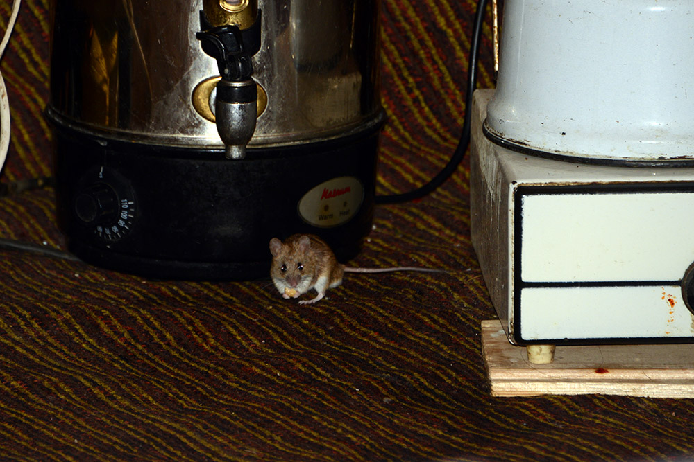 Kyrgyzstan Lake Issyk Kul Yurt Mouse