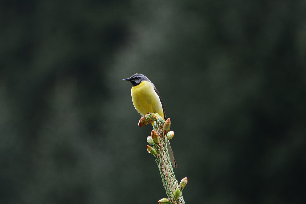 Wild bird in the Tian Shan Mountains
