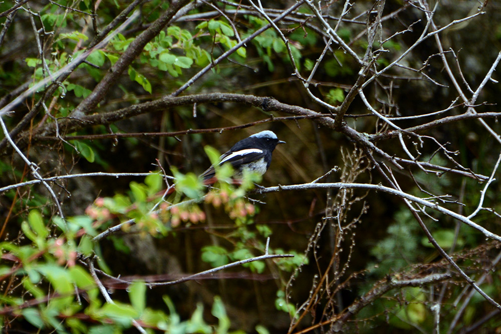 Bird in the Tian Shan Mountains
