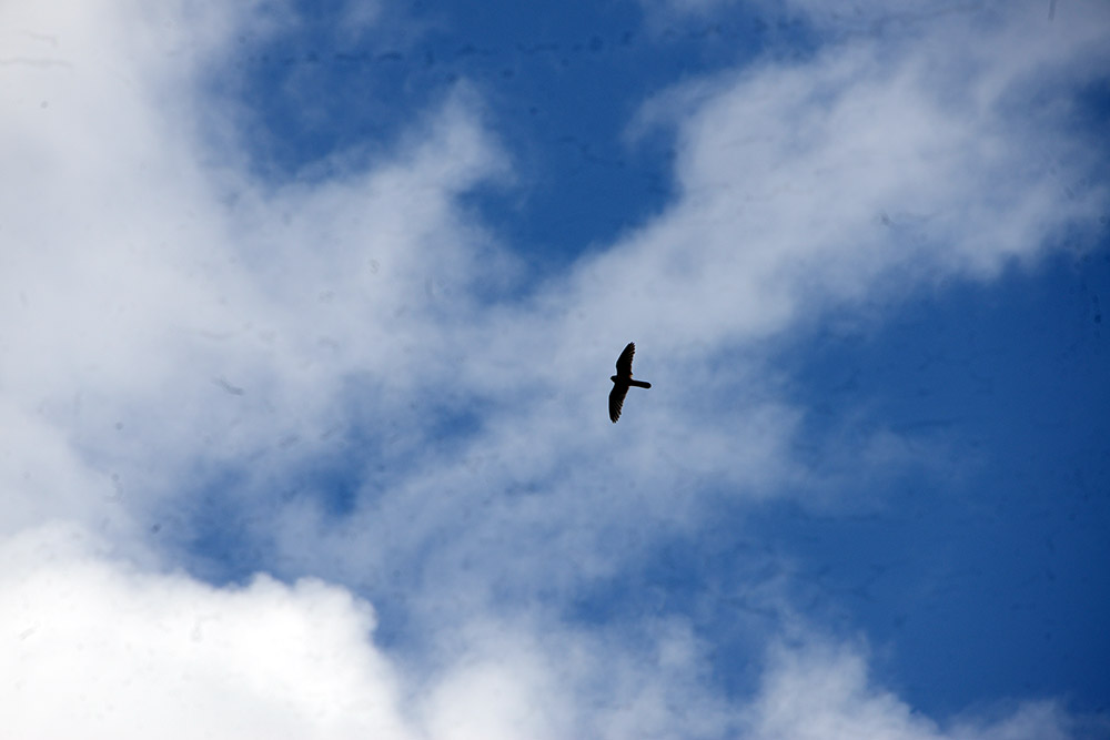 Harrier in the Tian Shan Mountains