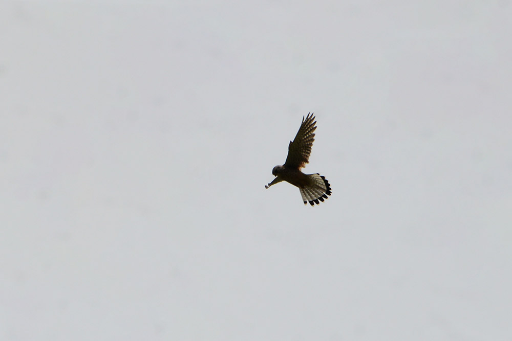 Harrier flying over the Tian Shan Mountains