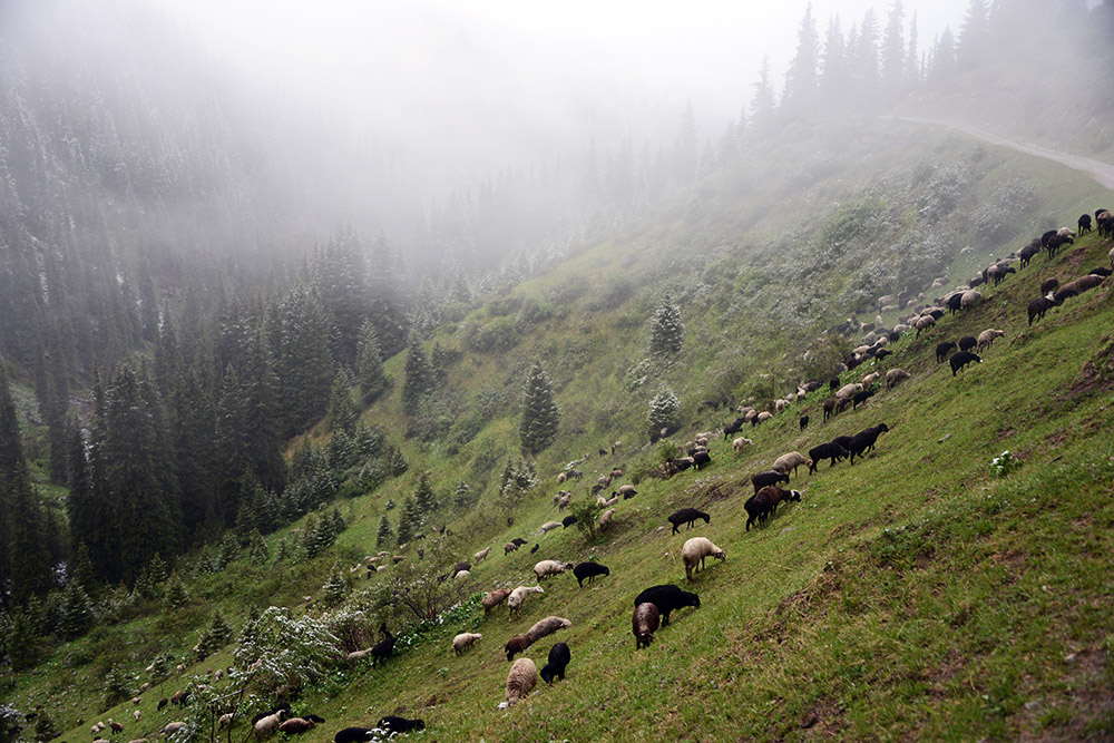 Herd of sheep in the Tian Shan Mountains