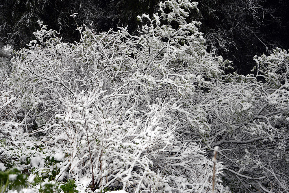 Fresh snow in the Tian Shan Mountains