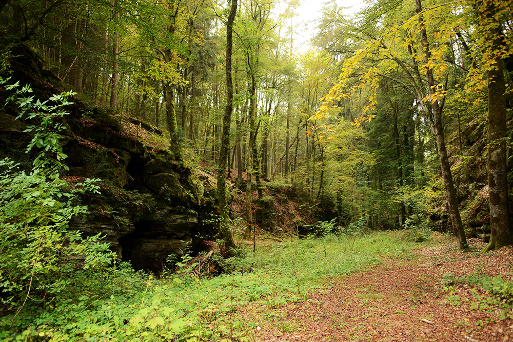 Forest in Mullerthal Luxembourg