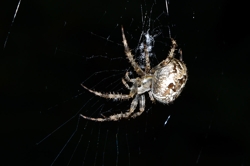 Spider in Mullerthal Luxembourg