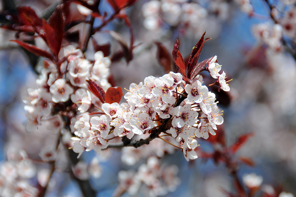 Spring flowers in Bangor Maine