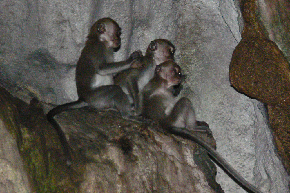 Monkeys at Batu Caves Malaysia