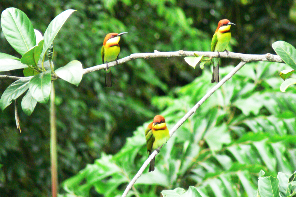 Chestnut-headed bee-eaters in Malaysia