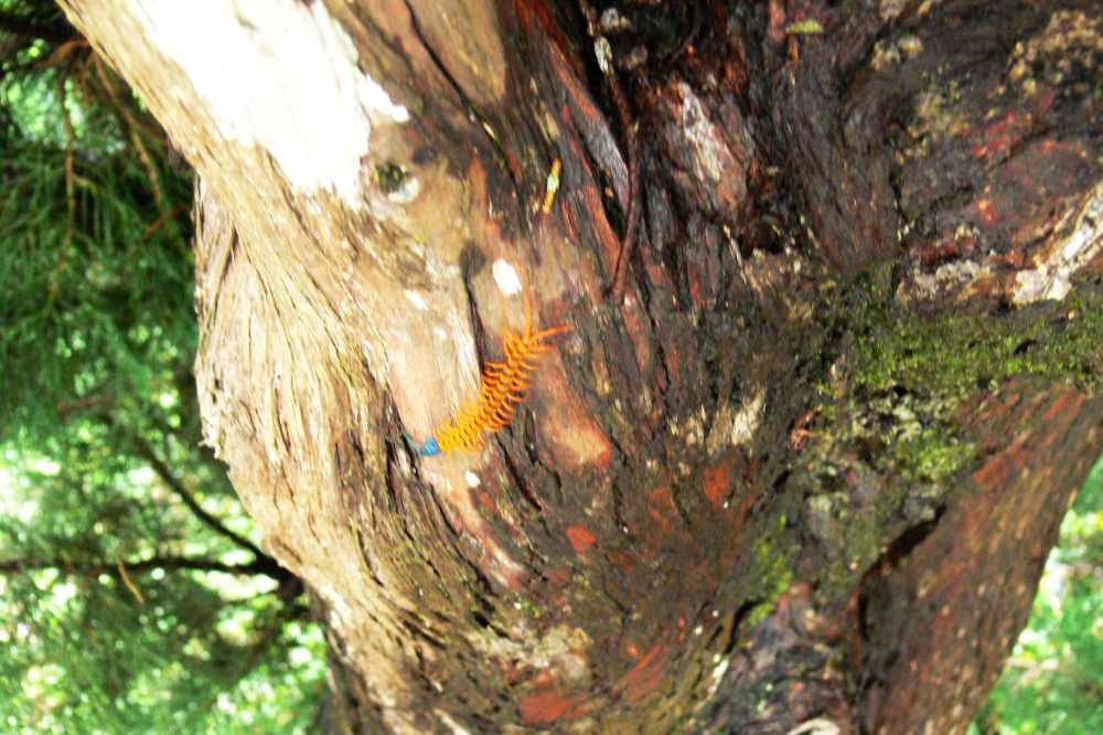 Large millipede in Malaysia