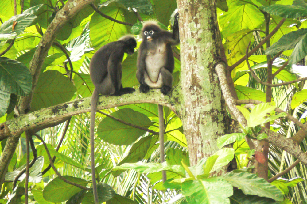 Dusky leaf monkeys in Malaysia