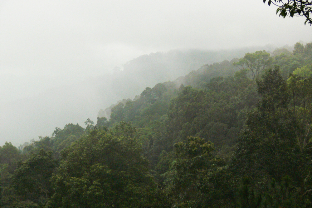 Tropical rainforest in Malaysia