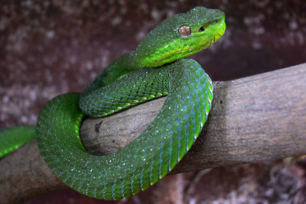 Viper at the Snake Temple in Penang Malaysia
