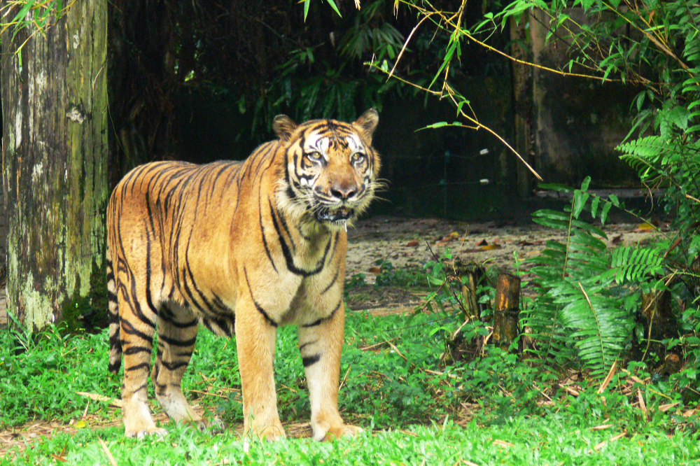 Tiger at Malaysia's national zoo